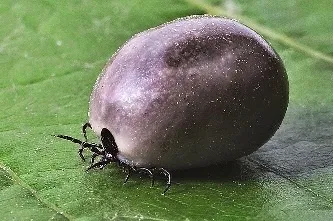 Це величезне щастя