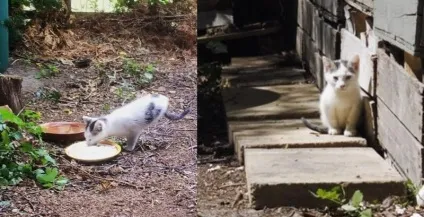 Двоногий кіт ракета