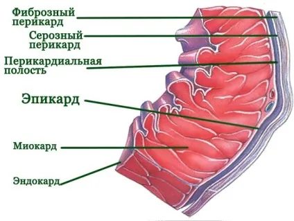 Епікардом, будова і кровопостачання епікарду