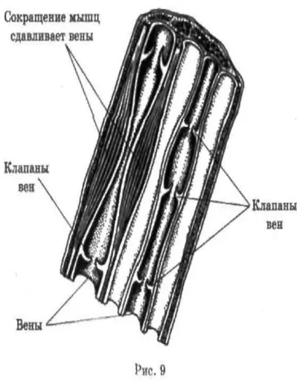 Рух крові по венах