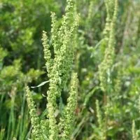 Корисні властивості щавлю, застосування в медицині та кулінарії (корисні) Корисні властивості щавлю, застосування в медицині та кулінарії