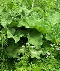 Поліартрит лікування народними засобами (день Курс лікування) Поліартрит лікування народними засобами
