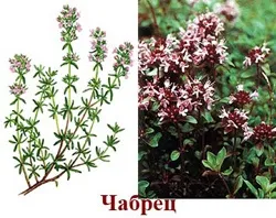 Корисні властивості чебрецю