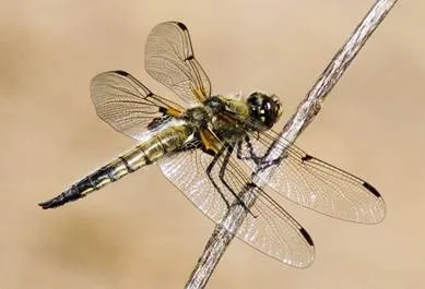 Корисні комахи 1