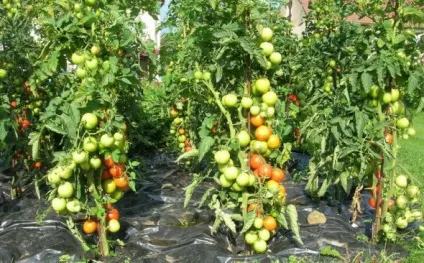 Напівдетермінантні томати - посадка і догляд за рослиною (Напівдетермінантні) Напівдетермінантні томати - посадка і догляд за рослиною