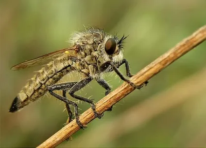 Корисні комахи 1