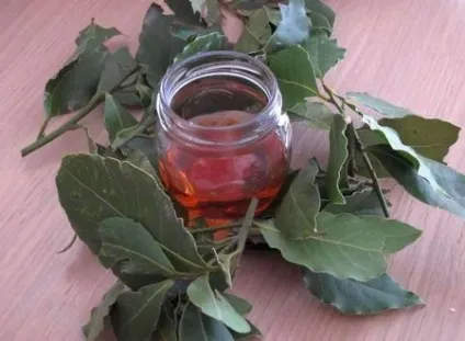 Користь і шкода лаврового листа, вживання лаврового листа в їжу, застосування його в якості (шкода) Користь і шкода лаврового листа, вживання лаврового листа в їжу, застосування його в якості
