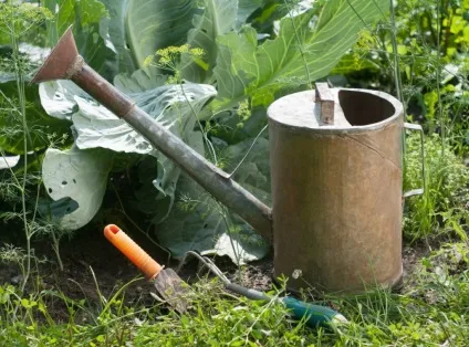 Поливаємо буряк правильно для багатого врожаю (правильно) Поливаємо буряк правильно для багатого врожаю