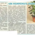 Фікус ретуза догляд в домашніх умовах і фото, де купити і ціна, американська бонсай і (бонсай) Фікус ретуза догляд в домашніх умовах і фото, де купити і ціна, американська бонсай і