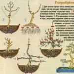 Фікус ретуза догляд в домашніх умовах і фото, де купити і ціна, американська бонсай і (фікус) Фікус ретуза догляд в домашніх умовах і фото, де купити і ціна, американська бонсай і
