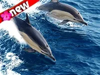 Фен шуй шпалери для робочого столу (шуй) Фен шуй шпалери для робочого столу