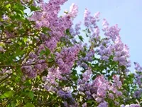 Фен шуй шпалери для робочого столу (шпалери) Фен шуй шпалери для робочого столу