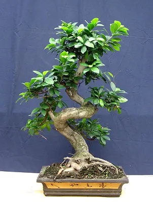 Фікус ретуза (ficus retusa)