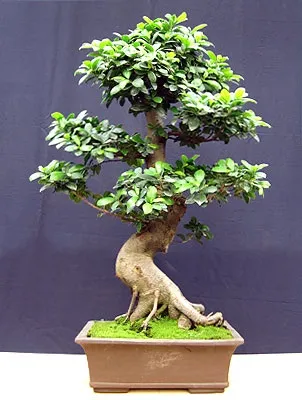 Фікус ретуза (ficus retusa)
