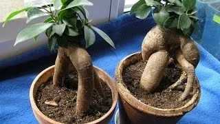 Фікус притуплений (ficus retusa) догляд в домашніх умовах, фото (ficus) Фікус притуплений (ficus retusa) догляд в домашніх умовах, фото