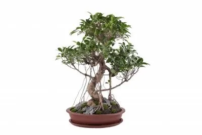 Фікус притуплений (ficus retusa) догляд в домашніх умовах, фото (retusa) Фікус притуплений (ficus retusa) догляд в домашніх умовах, фото
