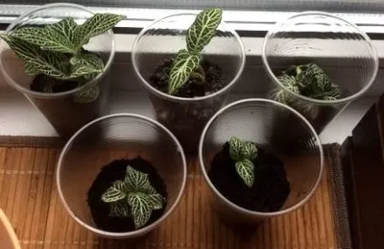 Фіалки на підвіконні, fittonia, фіттонія, догляд, пересадка, розмноження (fittonia) Фіалки на підвіконні, fittonia, фіттонія, догляд, пересадка, розмноження
