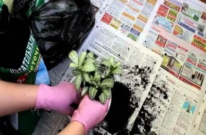 Фіалки на підвіконні, fittonia, фіттонія, догляд, пересадка, розмноження (статті) Фіалки на підвіконні, fittonia, фіттонія, догляд, пересадка, розмноження