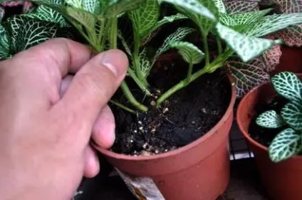 Фіалки на підвіконні, fittonia, фіттонія, догляд, пересадка, розмноження (статті) Фіалки на підвіконні, fittonia, фіттонія, догляд, пересадка, розмноження