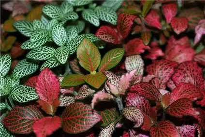 Фіалки на підвіконні, fittonia, фіттонія, догляд, пересадка, розмноження (рослин) Фіалки на підвіконні, fittonia, фіттонія, догляд, пересадка, розмноження