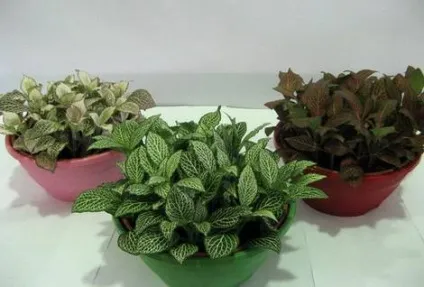 Фіалки на підвіконні, fittonia, фіттонія, догляд, пересадка, розмноження (рослин) Фіалки на підвіконні, fittonia, фіттонія, догляд, пересадка, розмноження