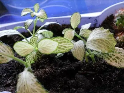 Фіалки на підвіконні, fittonia, фіттонія, догляд, пересадка, розмноження (пересадка) Фіалки на підвіконні, fittonia, фіттонія, догляд, пересадка, розмноження