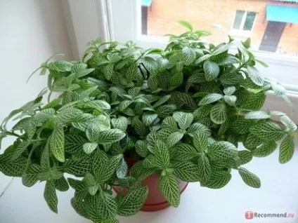 Фіалки на підвіконні, fittonia, фіттонія, догляд, пересадка, розмноження (фіттонія) Фіалки на підвіконні, fittonia, фіттонія, догляд, пересадка, розмноження