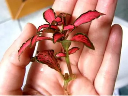 Фіалки на підвіконні, fittonia, фіттонія, догляд, пересадка, розмноження (догляд) Фіалки на підвіконні, fittonia, фіттонія, догляд, пересадка, розмноження