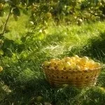 Фруктовий сад (35 фото) відео-інструкція по вирощуванню своїми руками, особливо посадки (посадки) Фруктовий сад (35 фото) відео-інструкція по вирощуванню своїми руками, особливо посадки