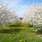 Фруктовий сад (35 фото) відео-інструкція по вирощуванню своїми руками, особливо посадки (фото) Фруктовий сад (35 фото) відео-інструкція по вирощуванню своїми руками, особливо посадки