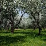 Фруктовий сад (35 фото) відео-інструкція по вирощуванню своїми руками, особливо посадки (фруктовий) Фруктовий сад (35 фото) відео-інструкція по вирощуванню своїми руками, особливо посадки