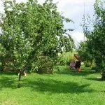 Фруктовий сад (35 фото) відео-інструкція по вирощуванню своїми руками, особливо посадки (посадки) Фруктовий сад (35 фото) відео-інструкція по вирощуванню своїми руками, особливо посадки