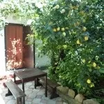 Фруктовий сад (35 фото) відео-інструкція по вирощуванню своїми руками, особливо посадки (фото) Фруктовий сад (35 фото) відео-інструкція по вирощуванню своїми руками, особливо посадки