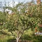 Фруктовий сад (35 фото) відео-інструкція по вирощуванню своїми руками, особливо посадки (фруктовий сад посадка дерева які своїми руками) Фруктовий сад (35 фото) відео-інструкція по вирощуванню своїми руками, особливо посадки