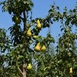 Фруктовий сад (35 фото) відео-інструкція по вирощуванню своїми руками, особливо посадки (фруктовий) Фруктовий сад (35 фото) відео-інструкція по вирощуванню своїми руками, особливо посадки