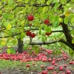 Фруктовий сад (35 фото) відео-інструкція по вирощуванню своїми руками, особливо посадки (посадки) Фруктовий сад (35 фото) відео-інструкція по вирощуванню своїми руками, особливо посадки