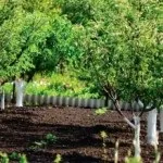 Фруктовий сад (35 фото) відео-інструкція по вирощуванню своїми руками, особливо посадки (фото) Фруктовий сад (35 фото) відео-інструкція по вирощуванню своїми руками, особливо посадки
