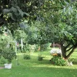 Фруктовий сад (35 фото) відео-інструкція по вирощуванню своїми руками, особливо посадки (фото) Фруктовий сад (35 фото) відео-інструкція по вирощуванню своїми руками, особливо посадки