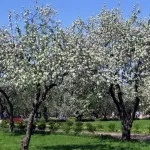 Фруктовий сад (35 фото) відео-інструкція по вирощуванню своїми руками, особливо посадки (своїми) Фруктовий сад (35 фото) відео-інструкція по вирощуванню своїми руками, особливо посадки