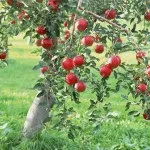 Фруктовий сад (35 фото) відео-інструкція по вирощуванню своїми руками, особливо посадки (фруктовий сад посадка дерева які своїми руками) Фруктовий сад (35 фото) відео-інструкція по вирощуванню своїми руками, особливо посадки