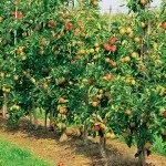Фруктовий сад (35 фото) відео-інструкція по вирощуванню своїми руками, особливо посадки (фруктовий) Фруктовий сад (35 фото) відео-інструкція по вирощуванню своїми руками, особливо посадки