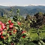 Фруктовий сад (35 фото) відео-інструкція по вирощуванню своїми руками, особливо посадки (своїми) Фруктовий сад (35 фото) відео-інструкція по вирощуванню своїми руками, особливо посадки