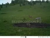 Фотопастки - що це, фотопастки і лісові камери - срібний кордон