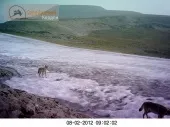 Фотопастки - що це, фотопастки і лісові камери - срібний кордон