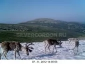 Фотопастки - що це, фотопастки і лісові камери - срібний кордон