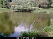Фотопастки - що це, фотопастки і лісові камери - срібний кордон