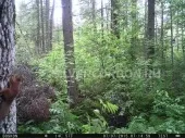Фотопастки - що це, фотопастки і лісові камери - срібний кордон