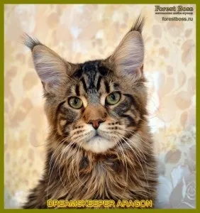 Forest boss, розплідник кішок породи мейн кун (мейн) Forest boss, розплідник кішок породи мейн кун