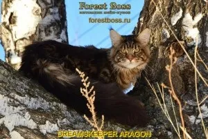 Forest boss, розплідник кішок породи мейн кун (розплідник) Forest boss, розплідник кішок породи мейн кун