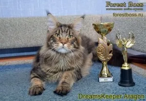Forest boss, розплідник кішок породи мейн кун (boss) Forest boss, розплідник кішок породи мейн кун